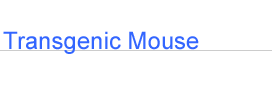 Transgenic Mouse